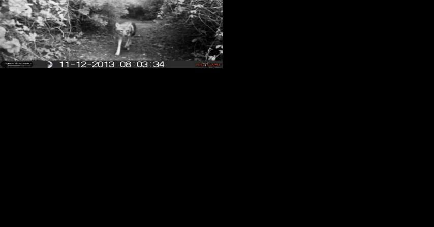 Coyotes trapped on Sullivan's Island after attacks on dogs | News - Vimarsana News