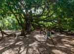Charleston's Angel Oak: What to know before you visit