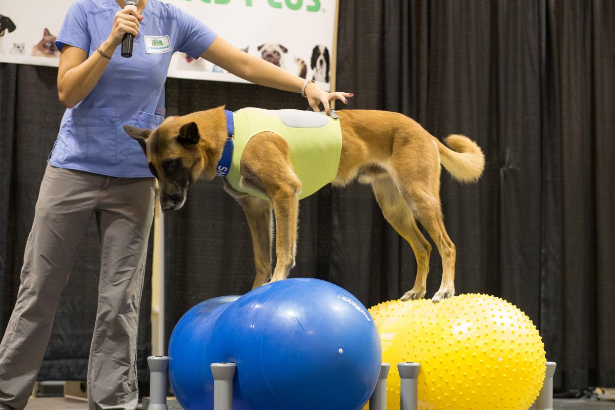 Pet Expo-October 14, 2017-778