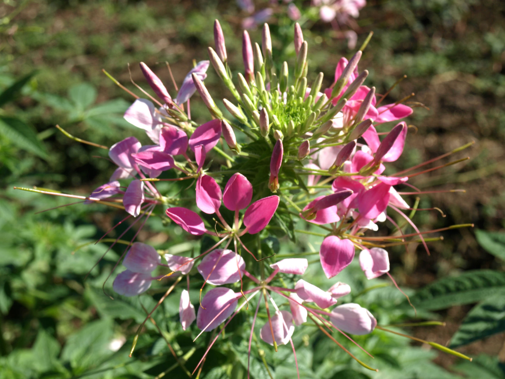 Cleome Spider Flowers A Favorite In Southern Gardens Features Postandcourier Com