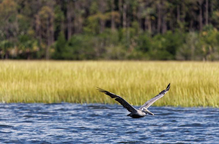 Appeals court approves construction on Cainhoy Peninsula