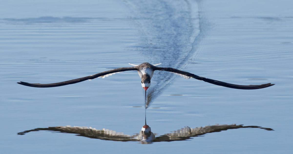 National Geographic-published photographer from Murrells Inlet ...