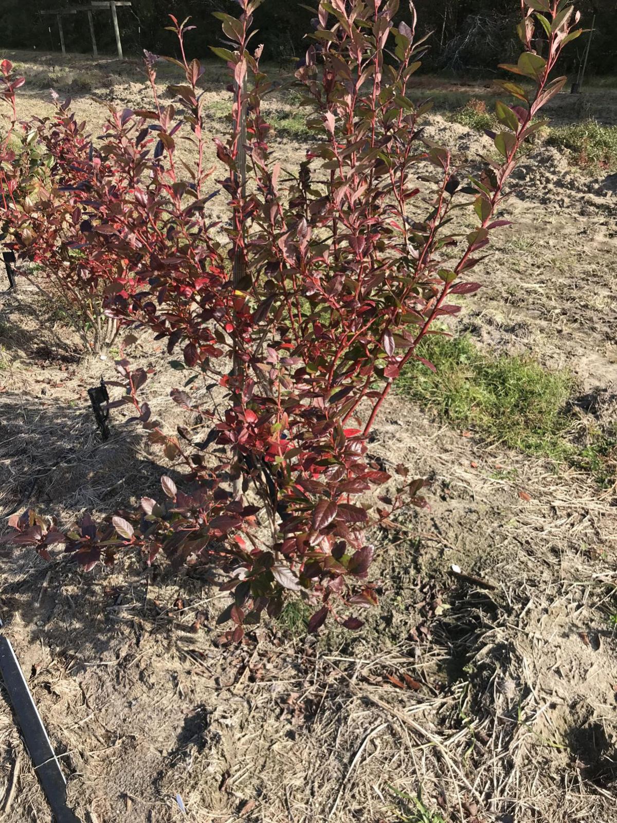 Gardening Winter Is The Time To Plant New Blueberry Bushes In