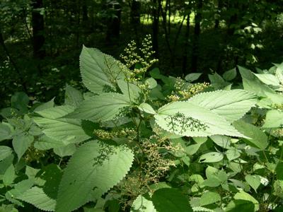 123 plants Panicle Hydrangea | Tiny Quick Fire® main image 1