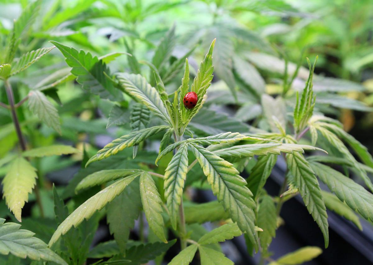 ladybugplant hemp farm.jpg