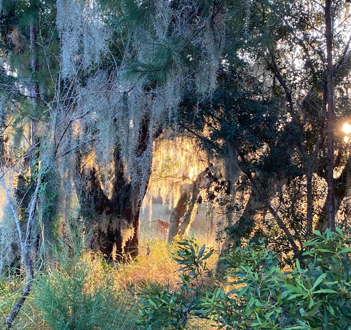 golden hour meyer.JPG