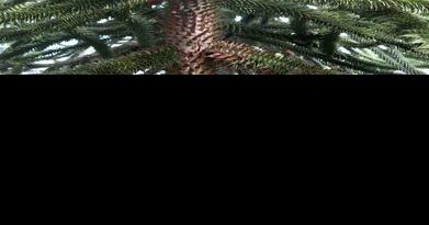 Tree dates back to the Jurassic period | Feature Columns ...