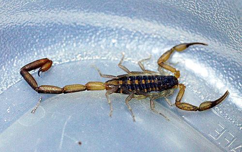 Creepy Crawly Scorpions Actually Native To State News Postandcourier Com