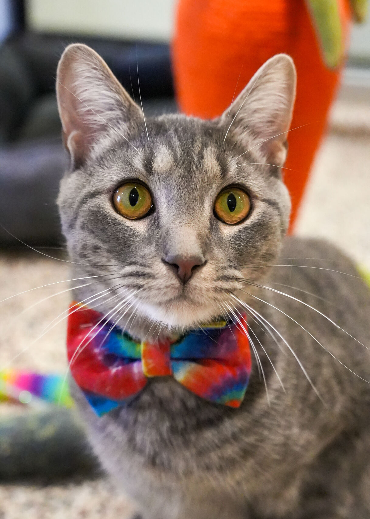 Todd Welfare Animal Adoptions Near Me Today SPCA Shelter Aiken Sc