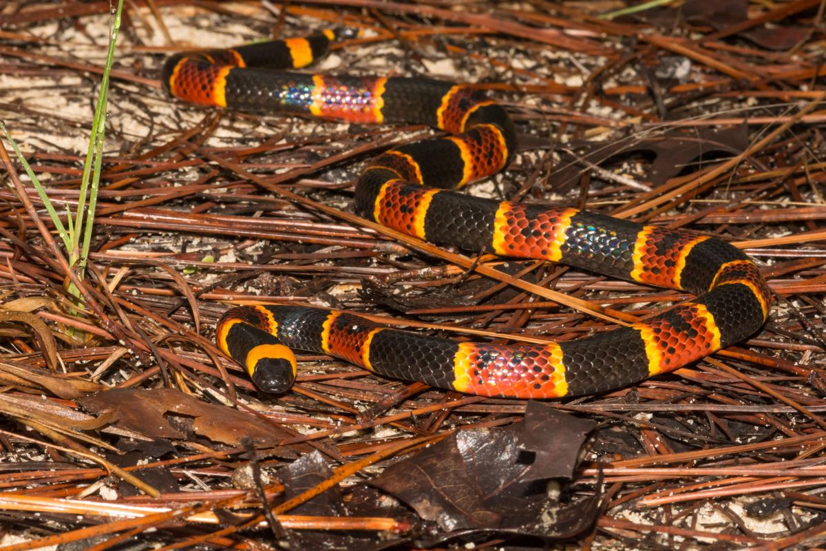 See a snake? Here's how to identify the venomous ones in South Carolina | News ...1200 x 800