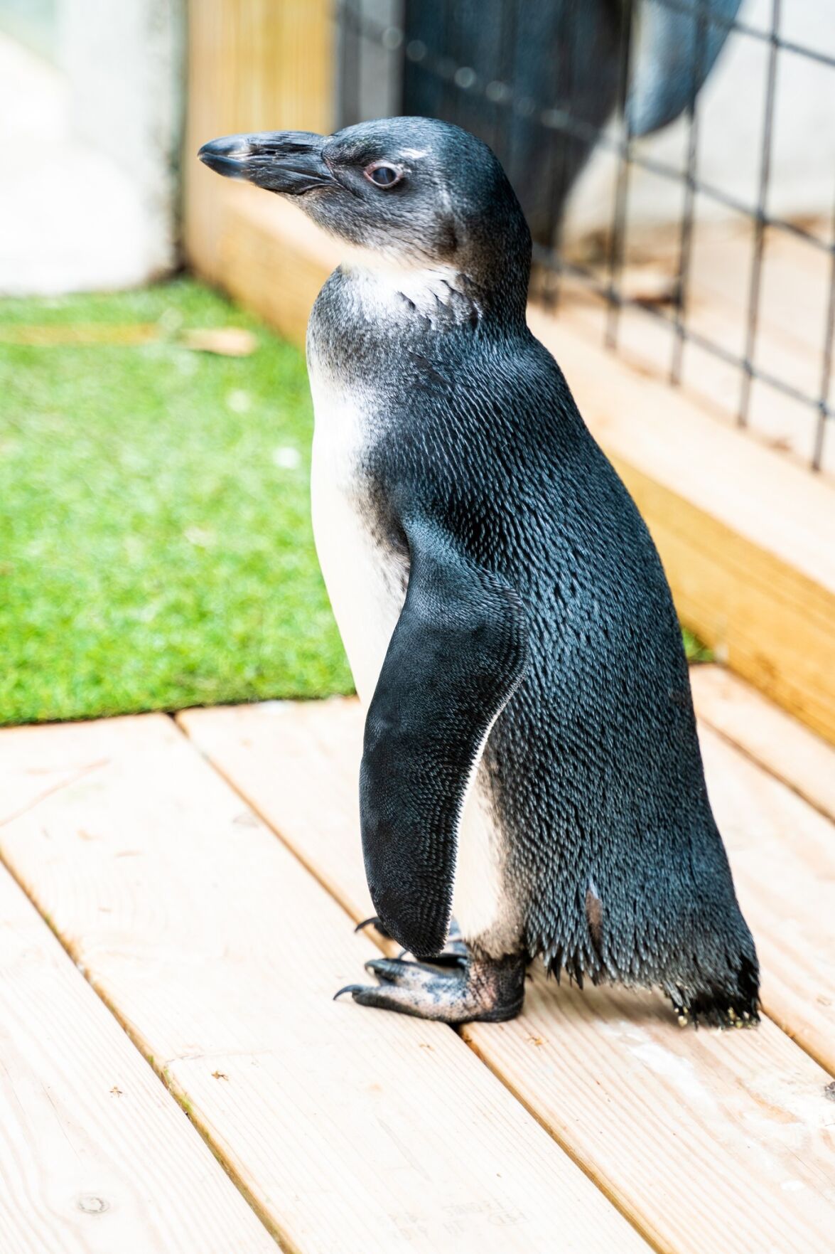 Bee City Zoo welcomes a new South African penguin to SC