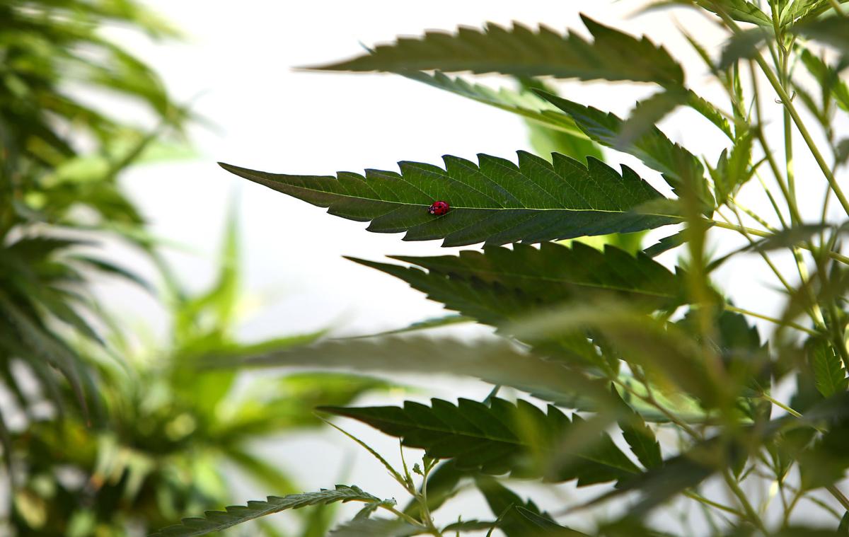 ladybugleaf hemp farm.jpg