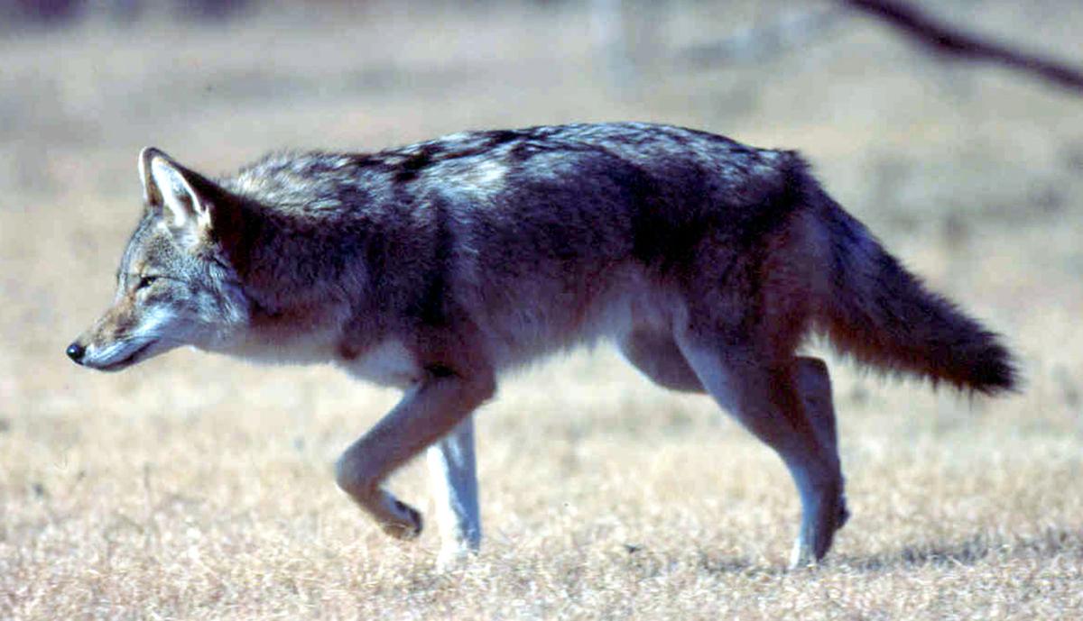 Coyotes could be key to saving the endangered red wolf Archives