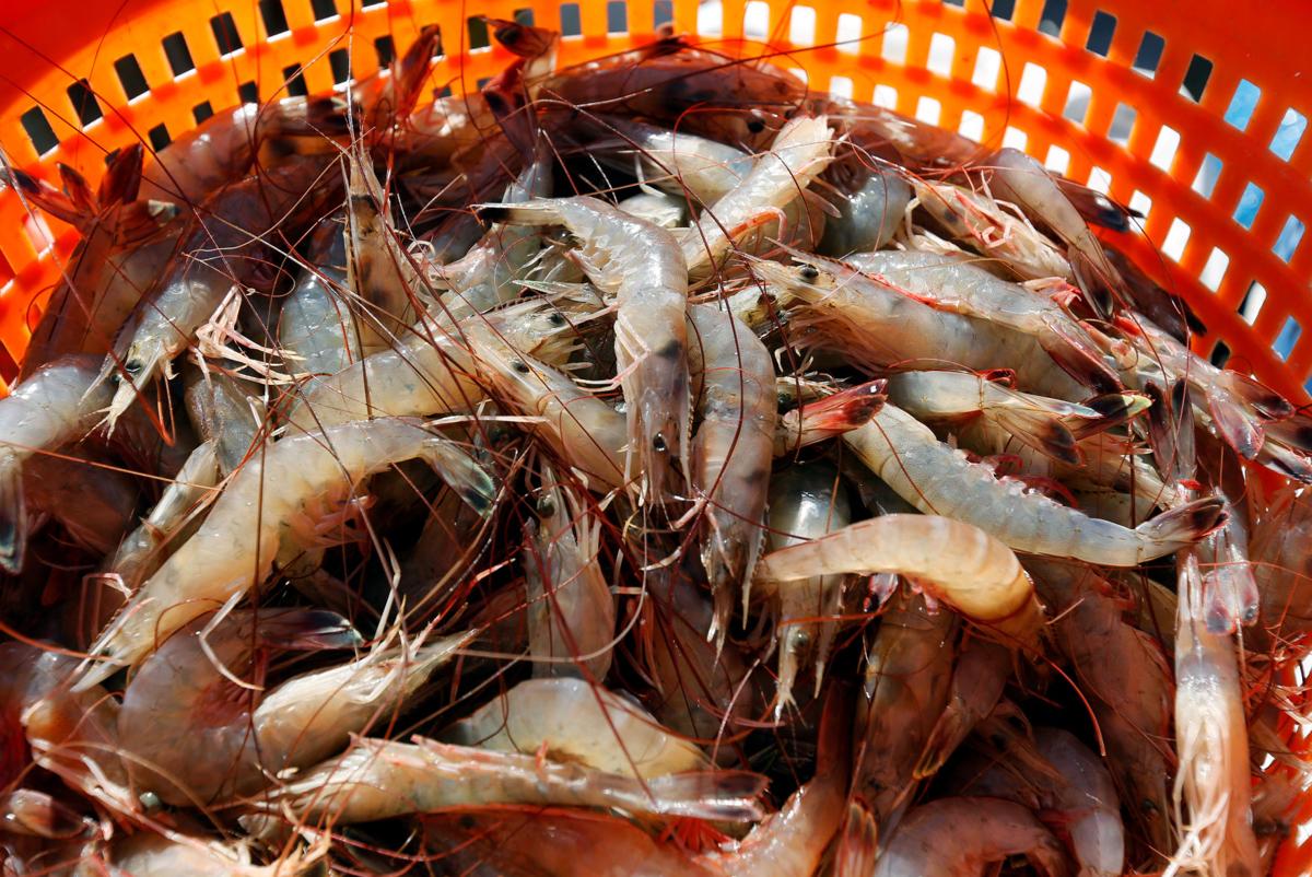 Phenomenal shrimp season still piling in the Lowcountry catch | News ...