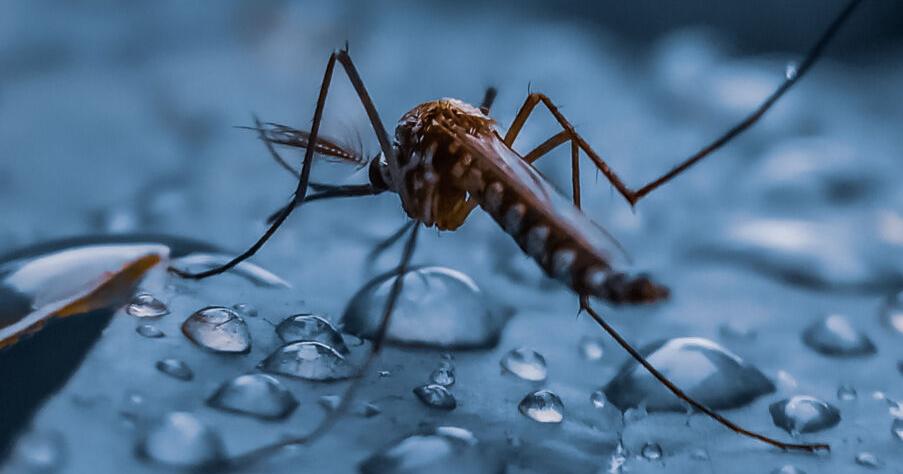 Mosquito plumes: How to deal with post-storm bloodsuckers