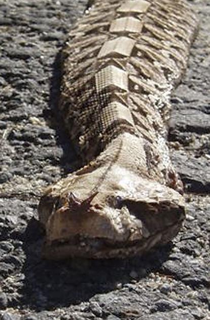 Deadly Snake Story Could In Fact Be Fish Tale Brian Hicks Postandcourier Com