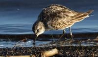 Little Stint bird from Sweden lands in Charleston County after migrating across Atlantic