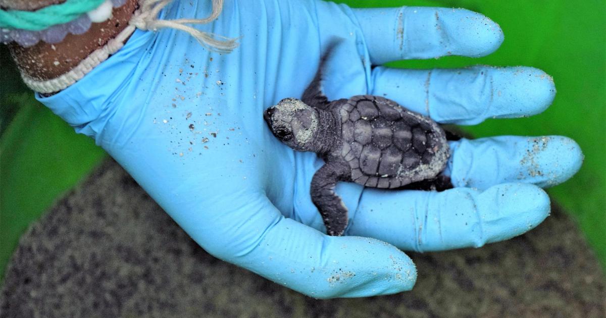 Disoriented Turtles More disoriented sea turtles hatchlings this year in South Carolina