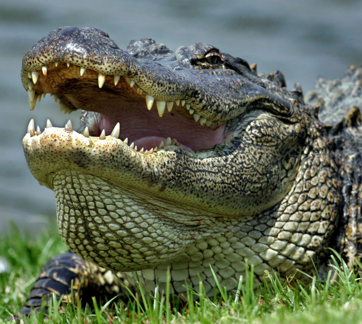 Woman killed by alligator on Hilton Head Island while walking dog