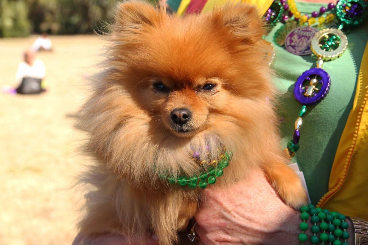 Mardi Gras Pawrade