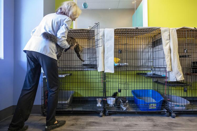 Photos Volunteers care for feral cat colonies as part of "No Kill