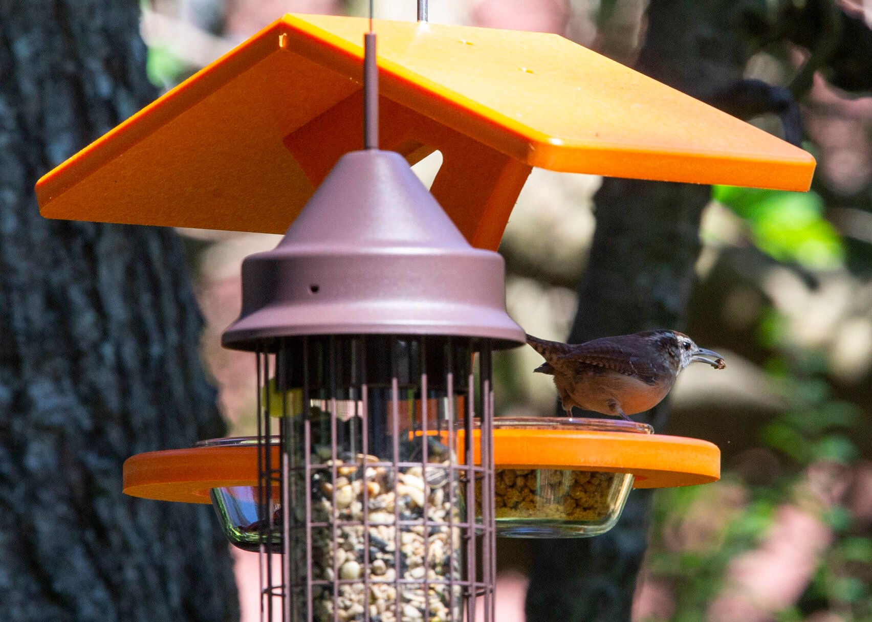 bird feeders berkeley