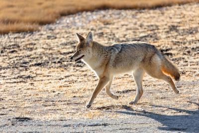 Coyote hunt incentives could get you a lifetime of free hunting (copy)