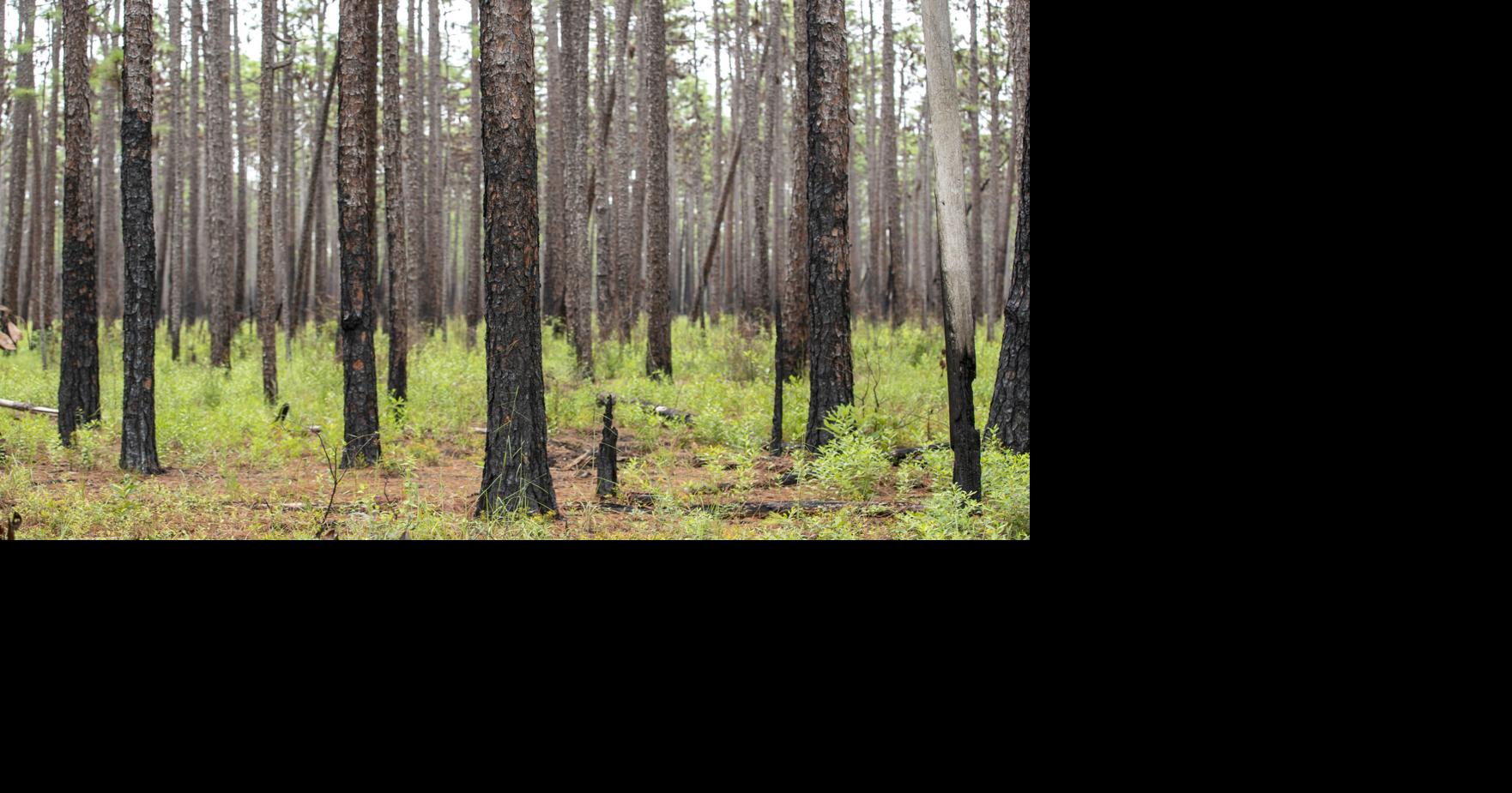 Sweeping reorganization of US Forest Service includes closure of 2 research facilities in SC