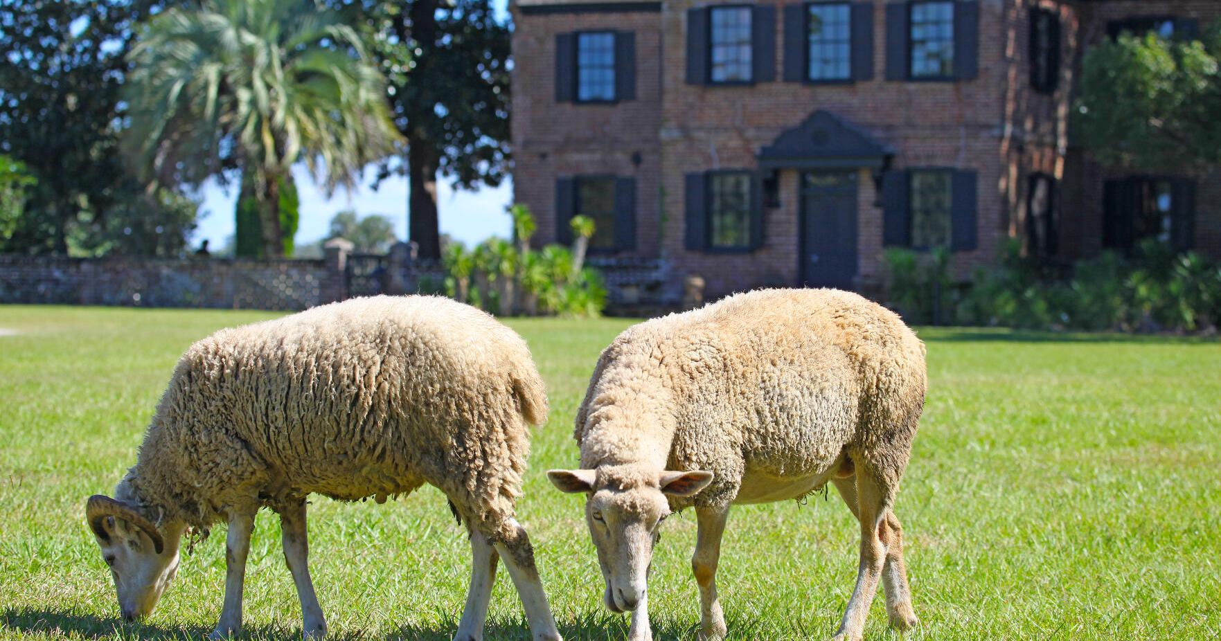 THIS AND THAT: Sheep rescue shows man's compassion | Features - Vimarsana News