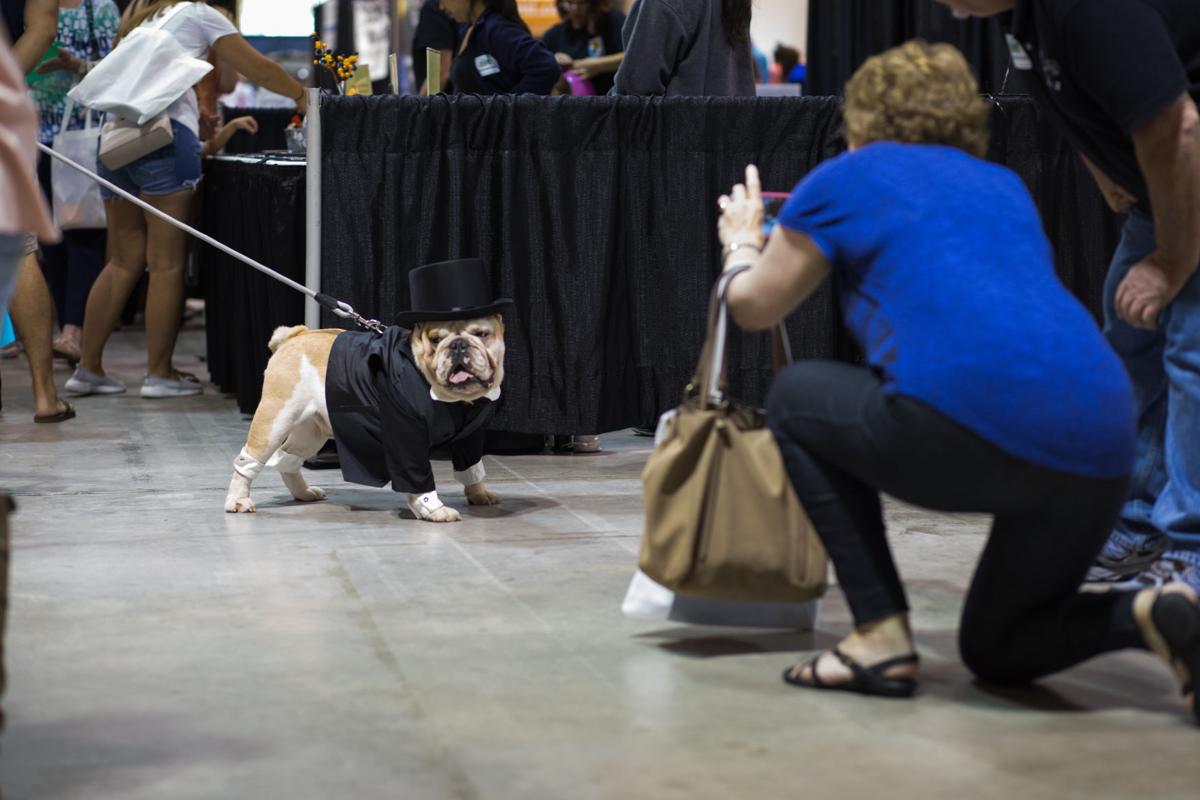Pet Expo-October 14, 2017-167