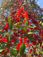 Gardening column: With Yaupon holly, you can make tea from your own backyard