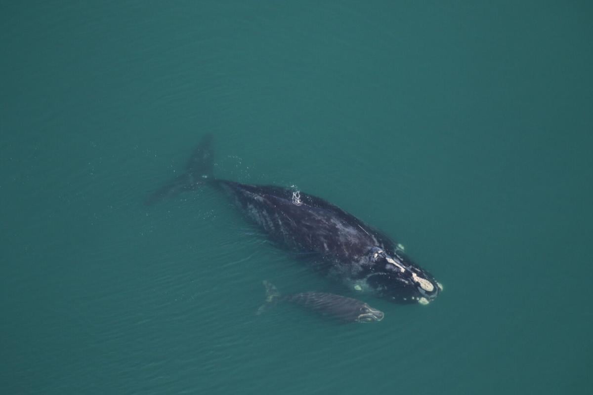 Dead whales are washing up on the East Coast. The reason remains a mystery.