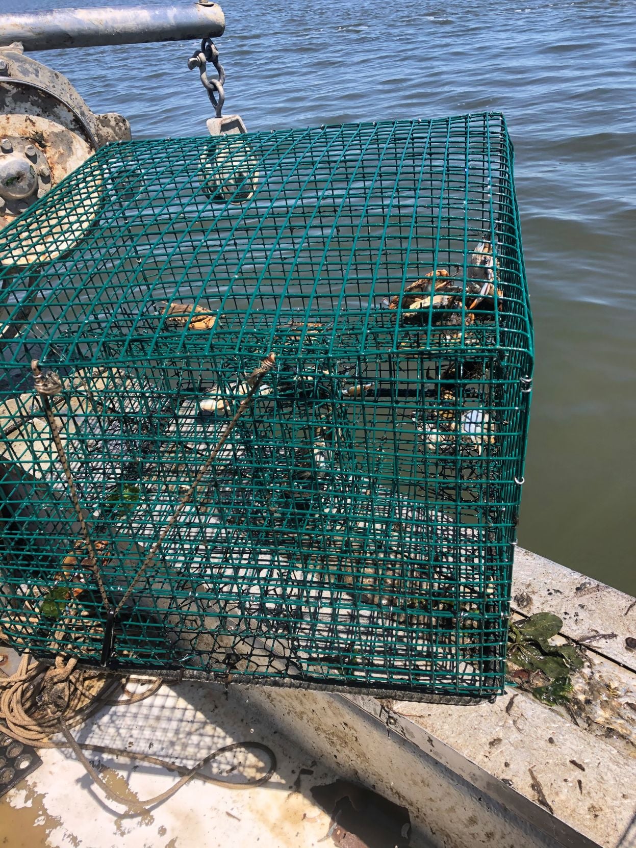 Abandoned crab traps keep catching and killing sea life. DNR wants boaters to report them.
