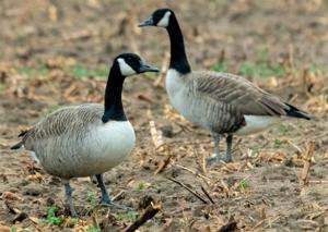 ECOVIEWS: Some animals may be smarter than we think