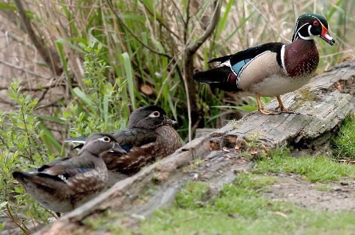 Wood ducks - nature's waterfowl masterpiece