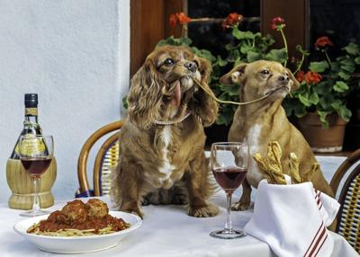 Online Animals Of The Year Cute Faces A Rats Resolve - 
