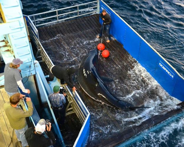 How to keep track of Mary Lee, a 16-foot, 3,500-pound great white shark  roaming the Atlantic
