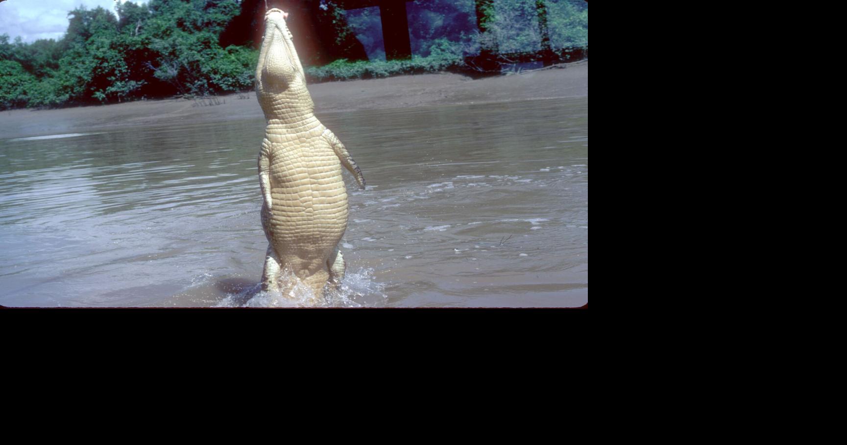 ECOVIEWS: How high can an alligator jump?