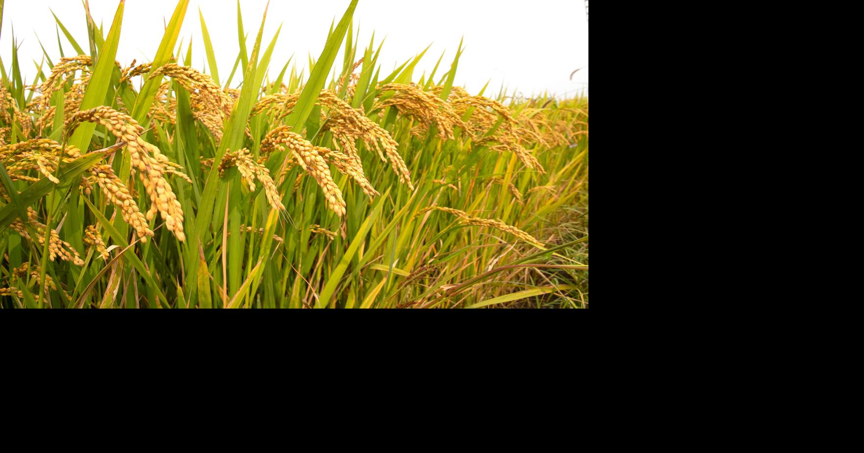 A technological history of growing Carolina Gold rice in the Lowcountry