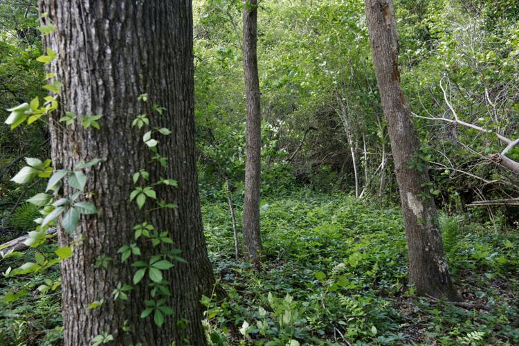 woods where bodies were found'.jpg