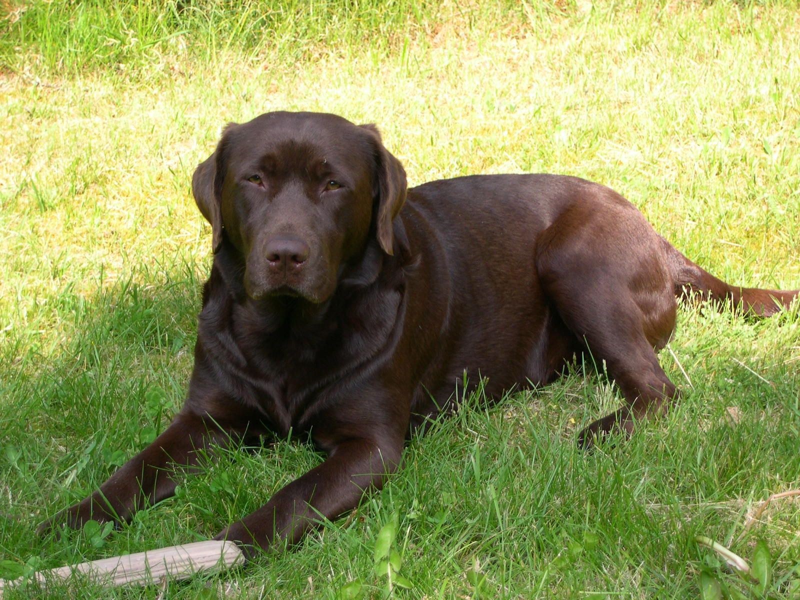labrador retriever ranking