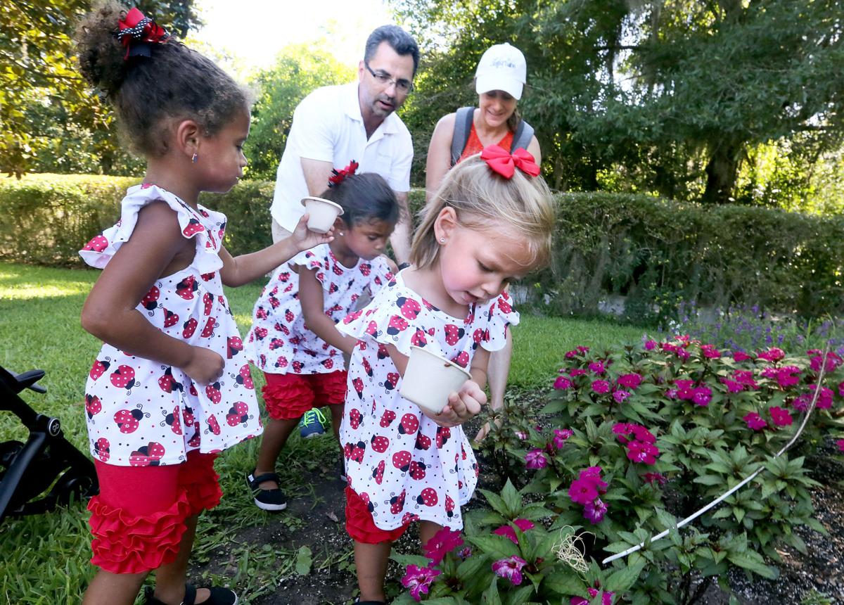 Magnolia Plantation and Garden’s Ladybug Release
