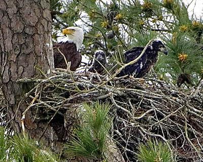 When & Where Do Bald Eagles Build Their Nests? #shorts 