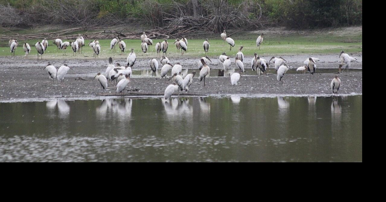 Audubon preserve Silver Bluff sets example for conservation