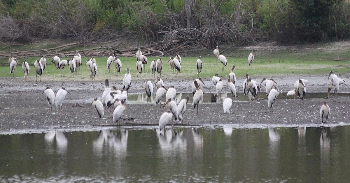 Audubon preserve Silver Bluff sets example for conservation Audubon preserve Silver Bluff sets example for conservation