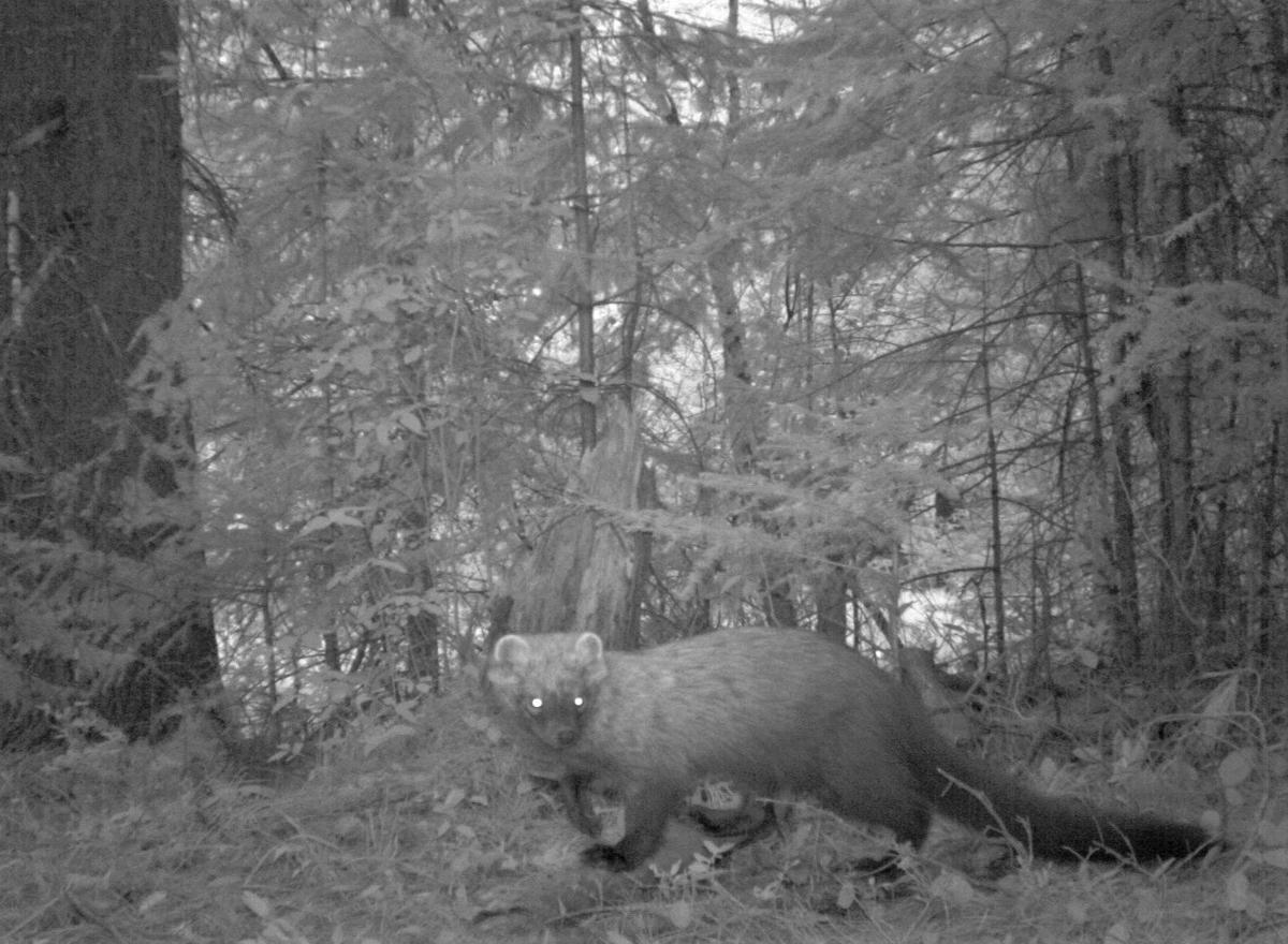 ECOVIEWS What is a fisher? Features