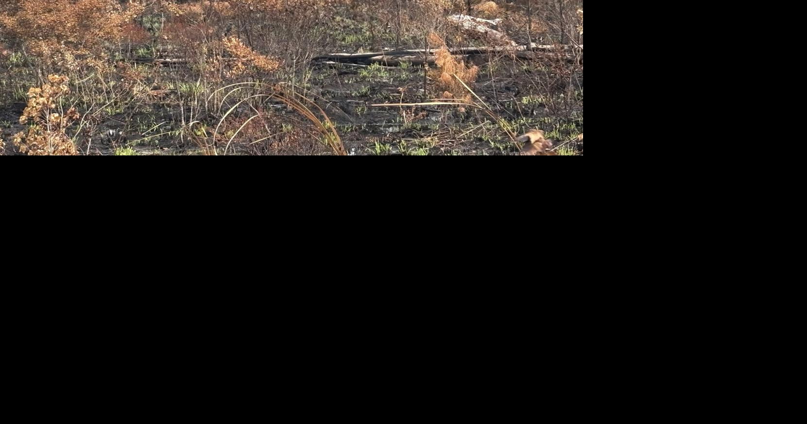 Wildfire in Francis Marion mostly contained after rainfall over the weekend