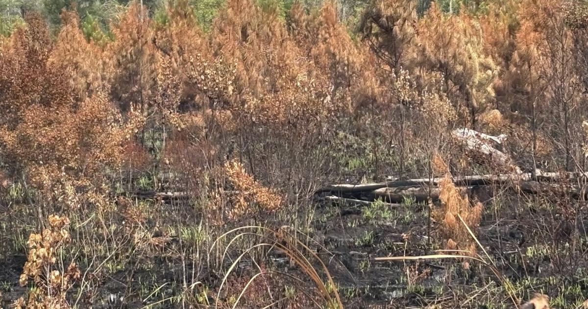 Wildfire in Francis Marion mostly contained after rainfall over the weekend