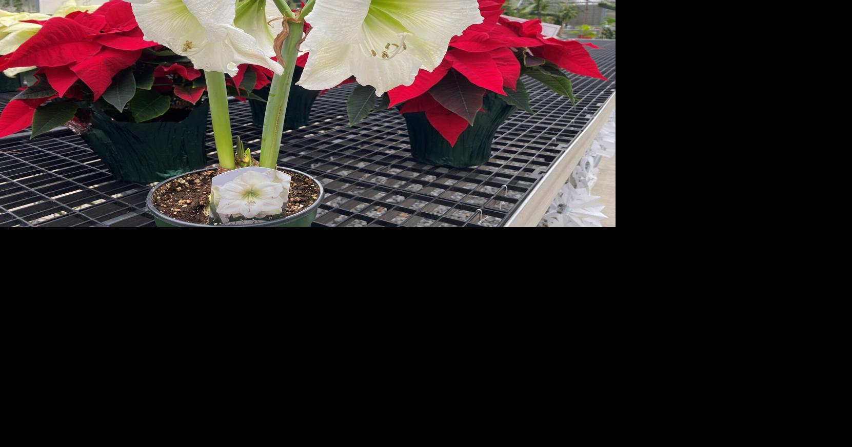 Shine a light on your winter garden this holiday season with poinsettias and amaryllis
