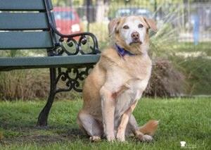 01) Dog of the Week 10-07-26